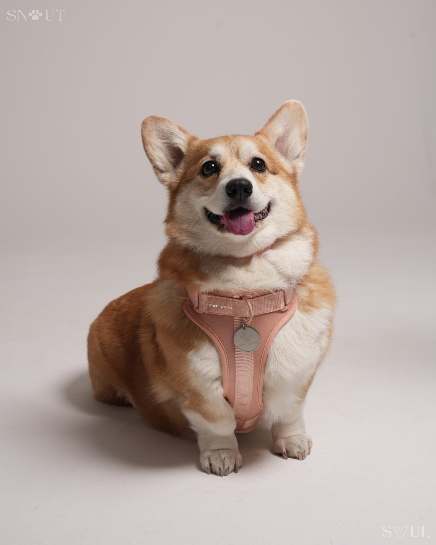 Harness