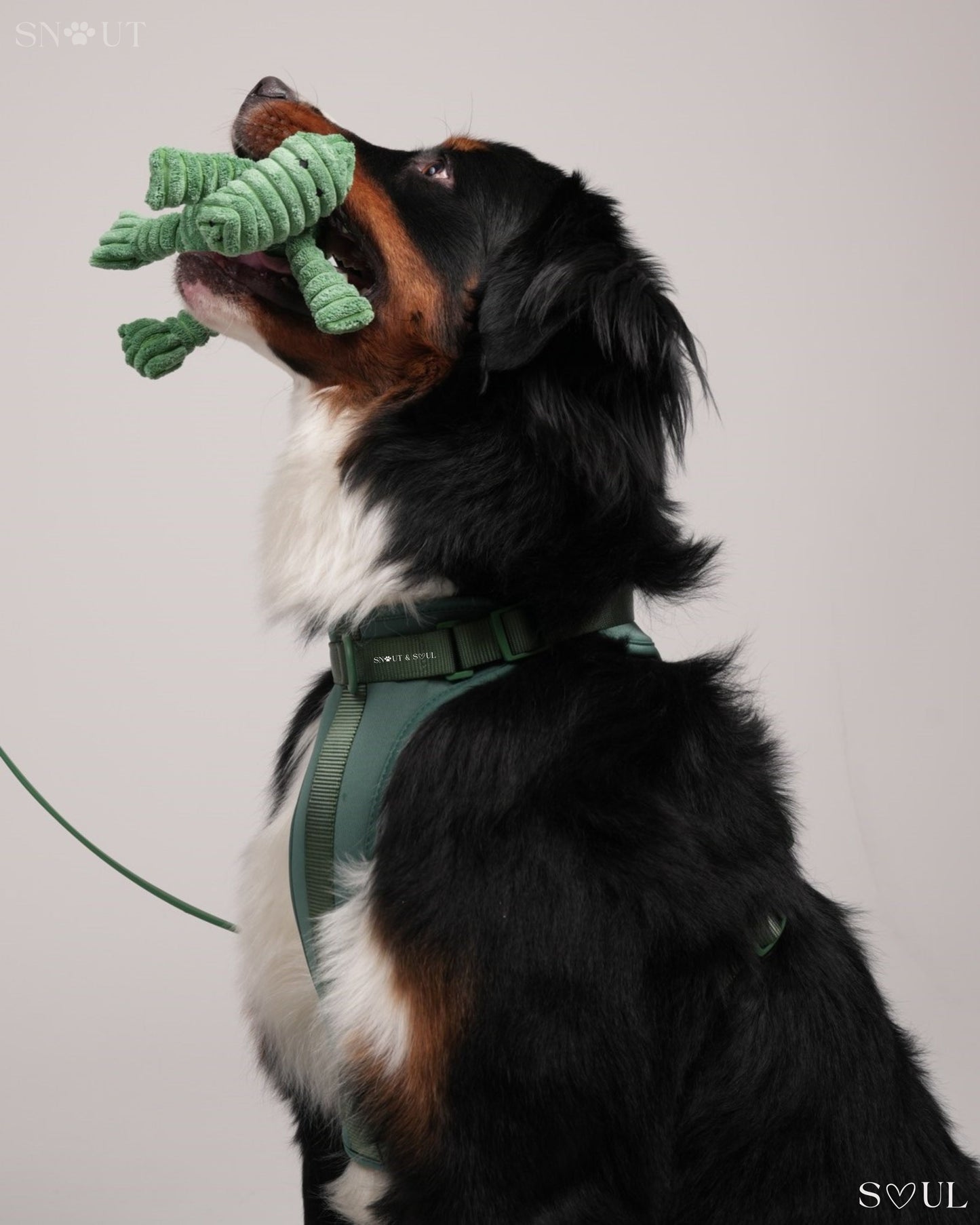 Harness