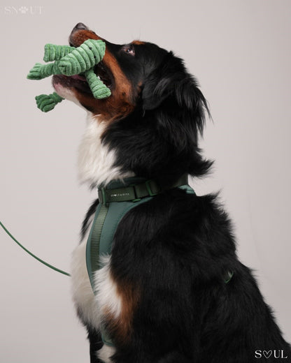Harness