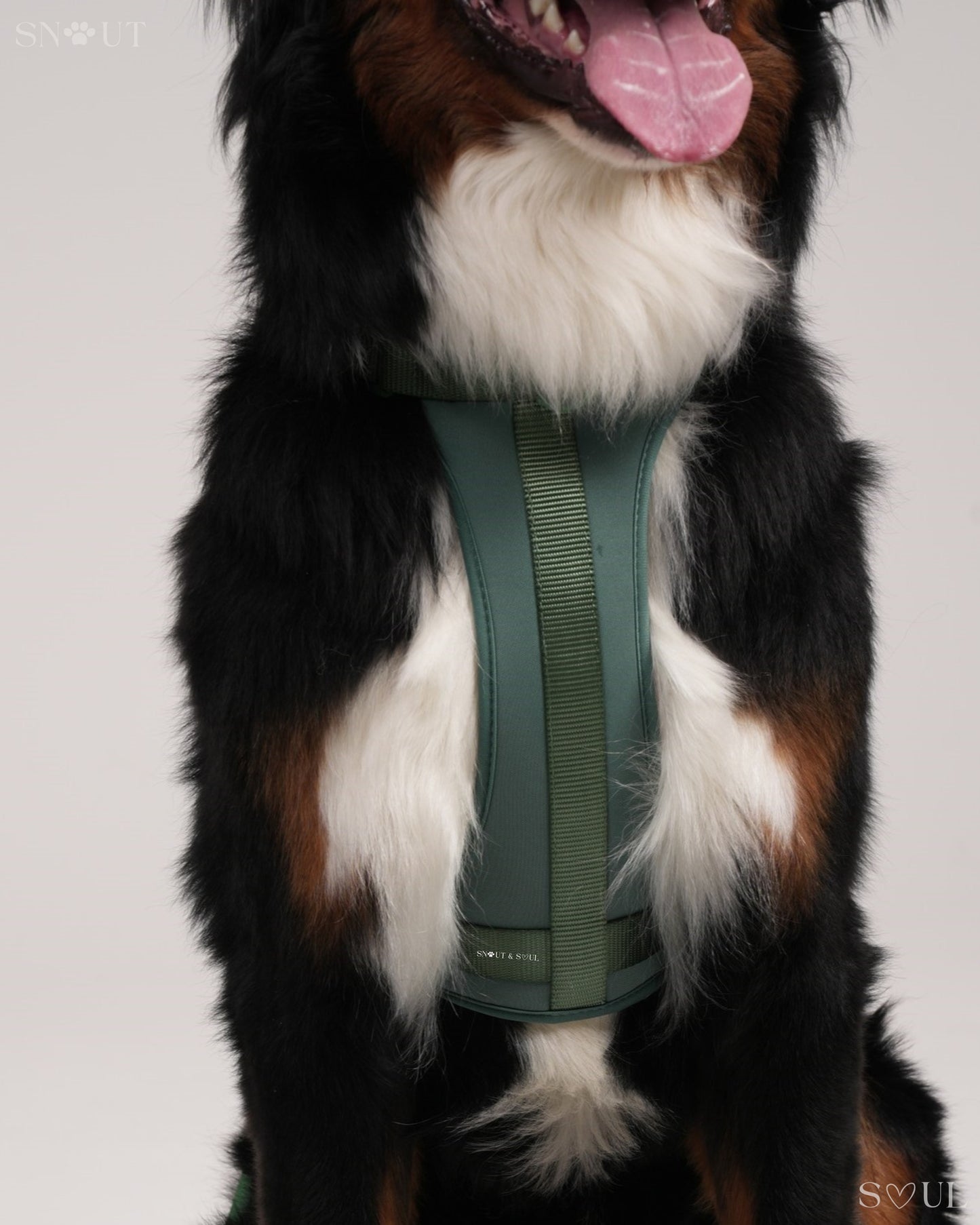 Harness