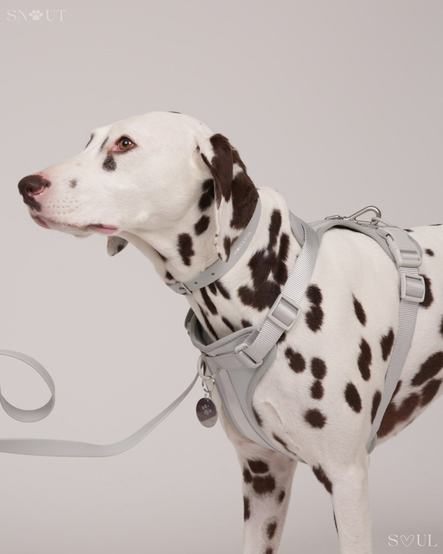 Harness