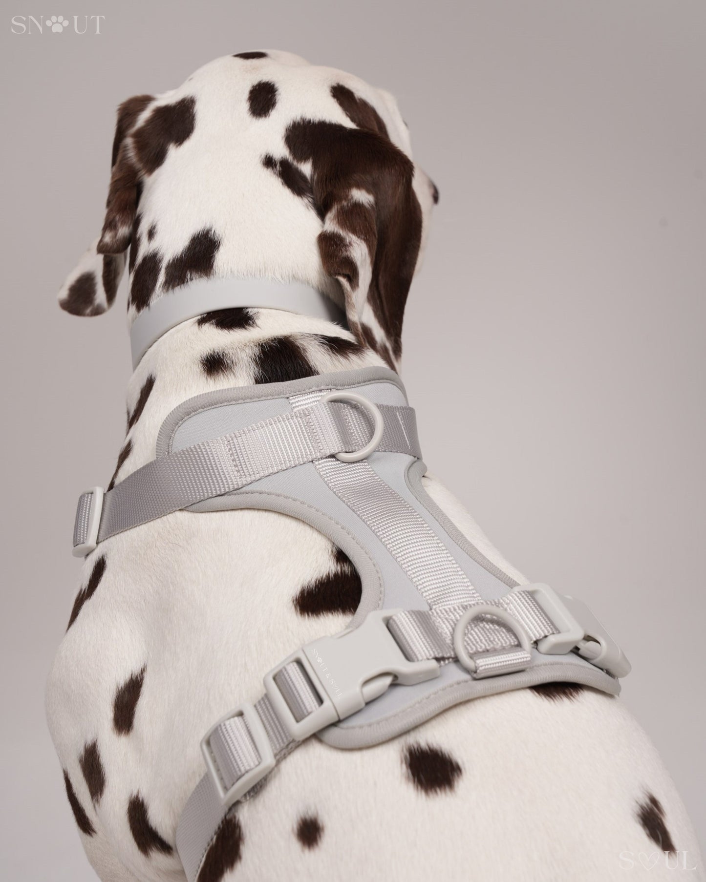 Harness