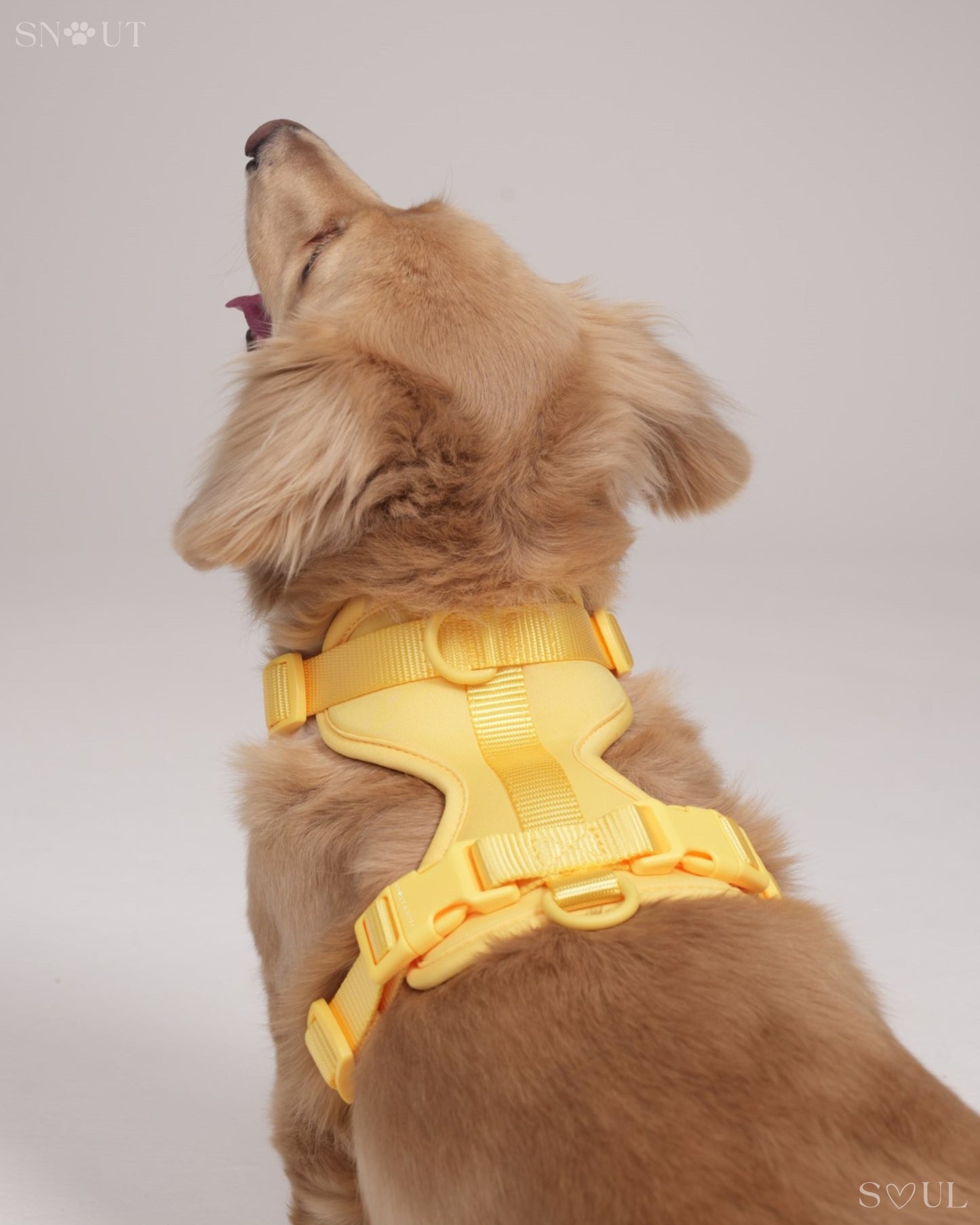 Harness