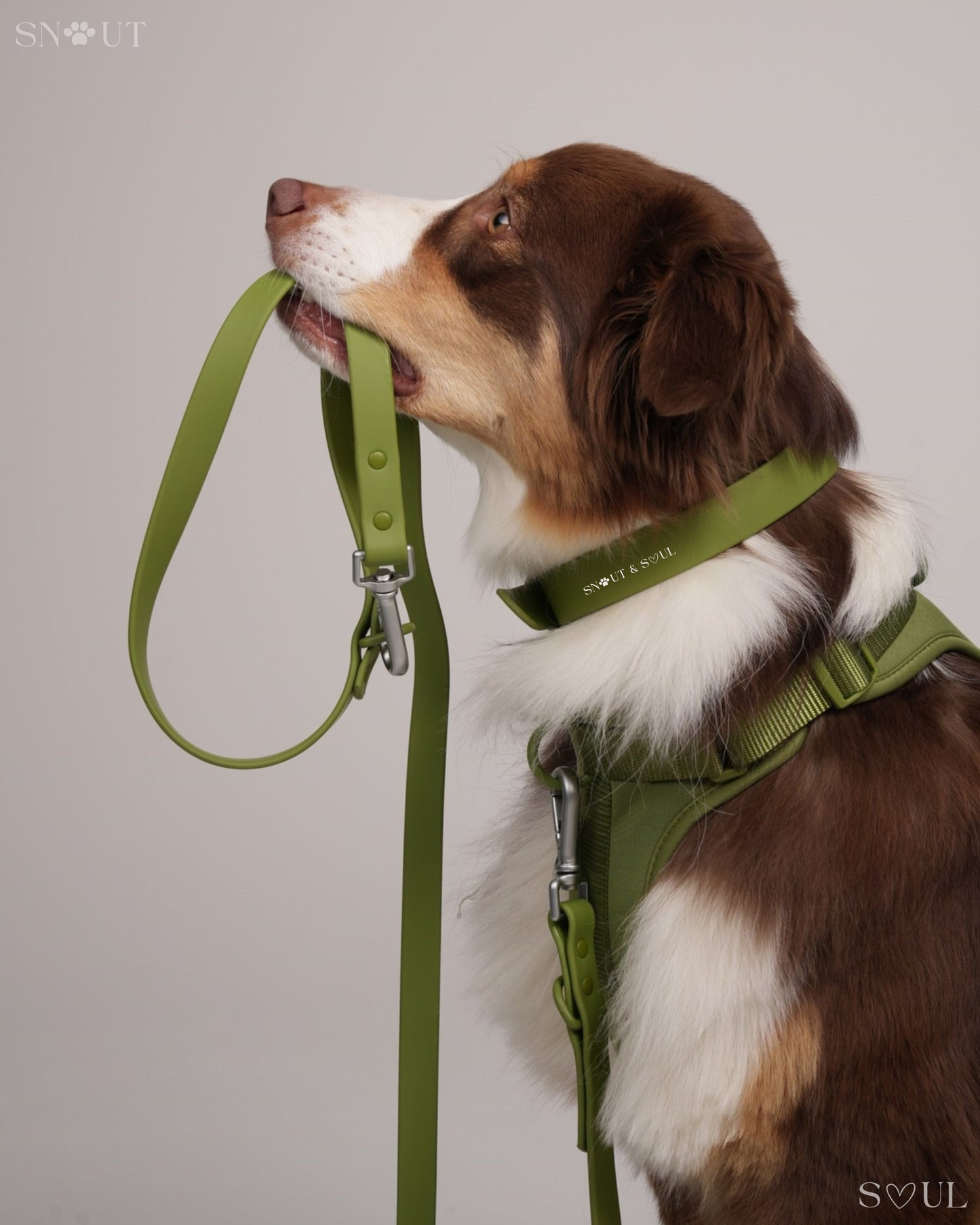 Leash