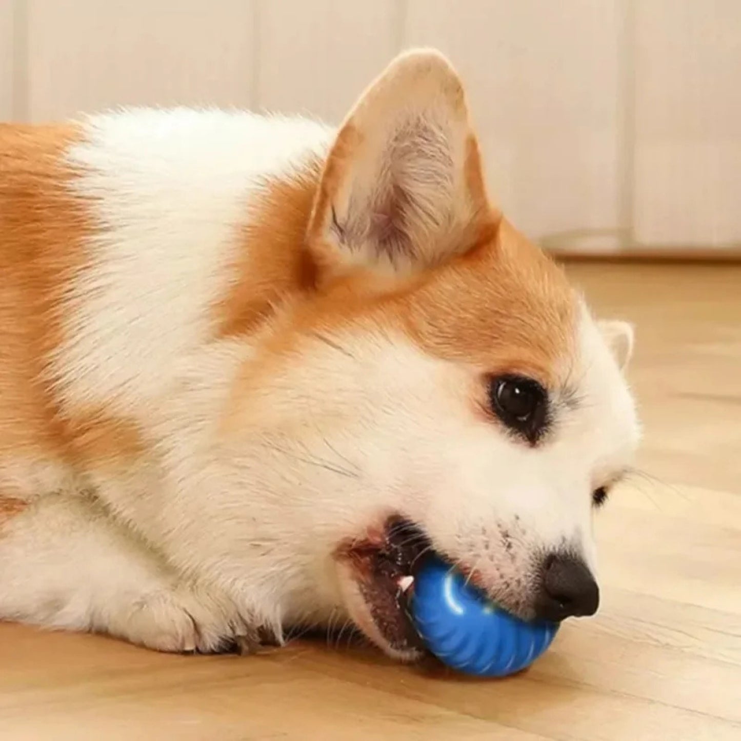 Snout Interactive Dog Ball