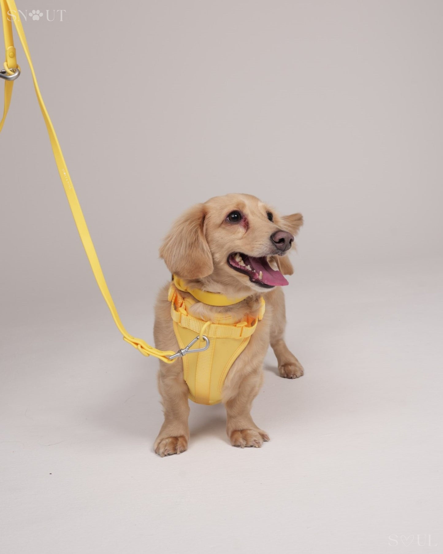Harness