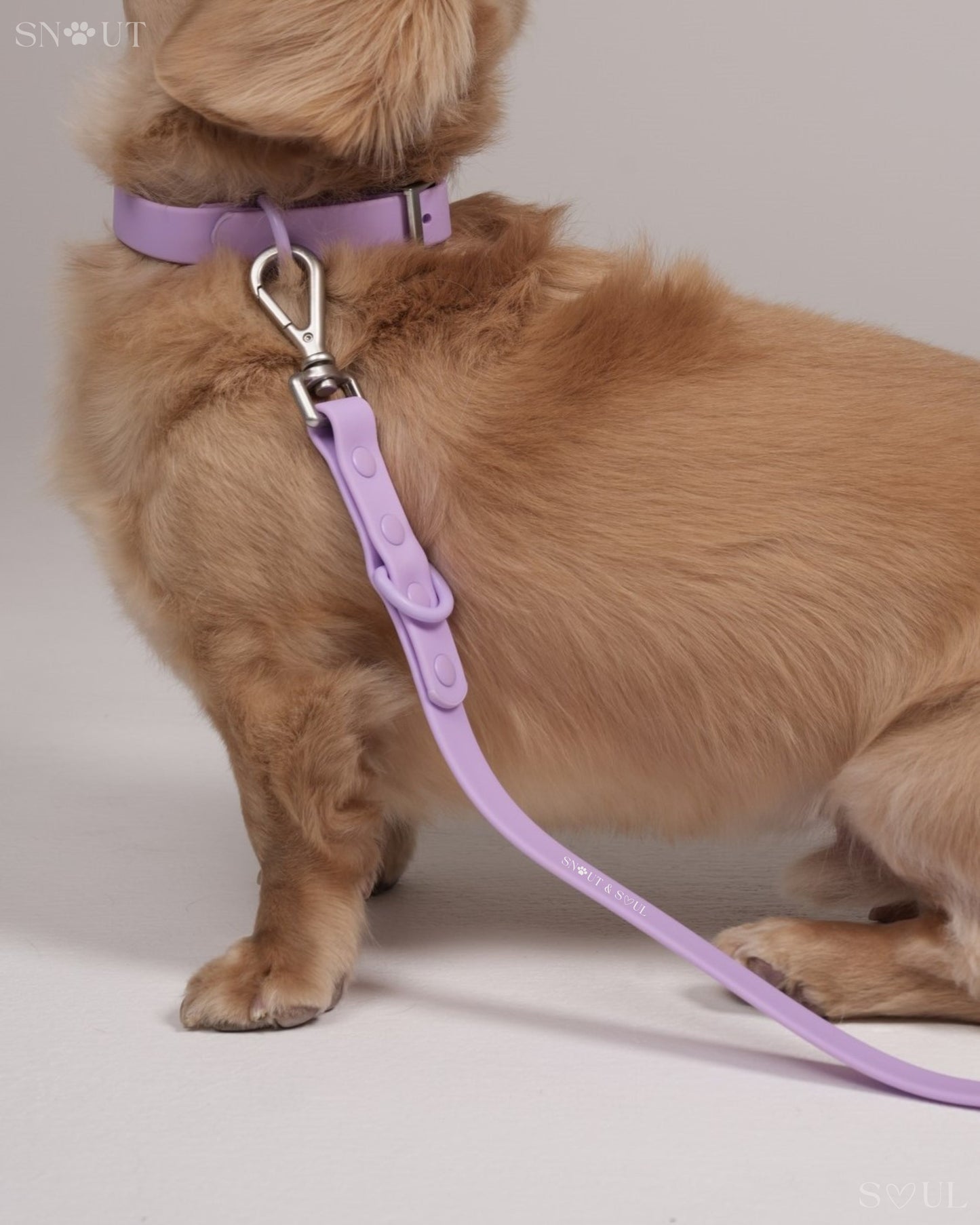 Leash