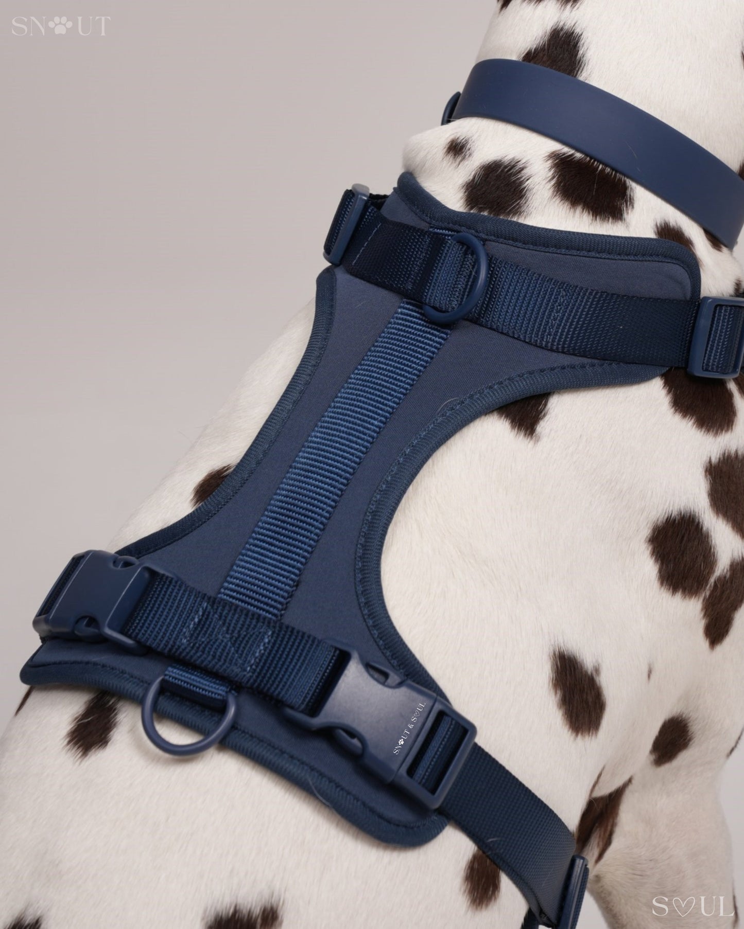 Harness