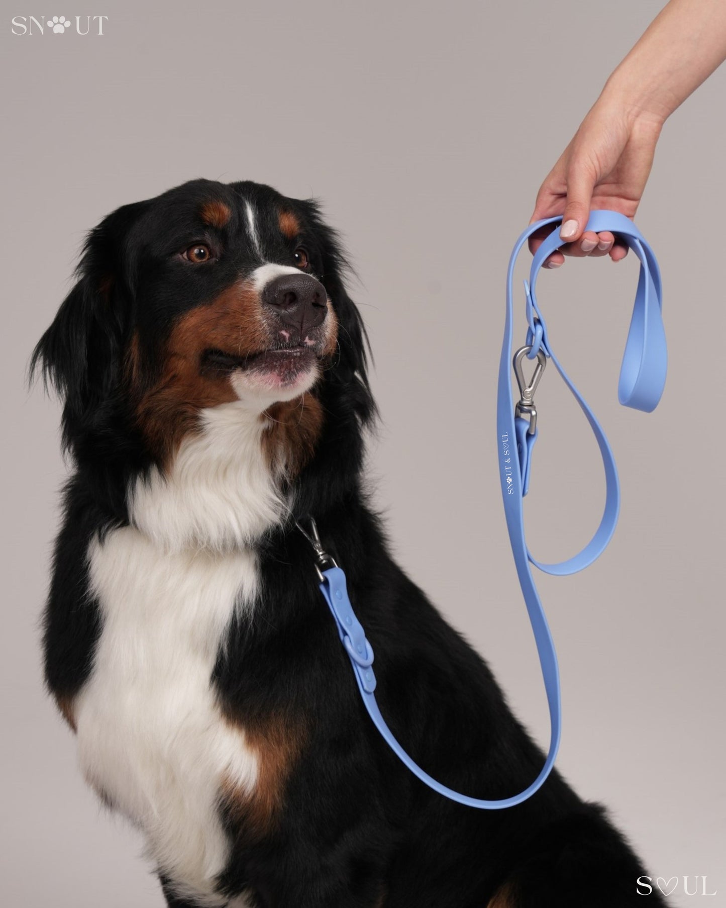 Leash