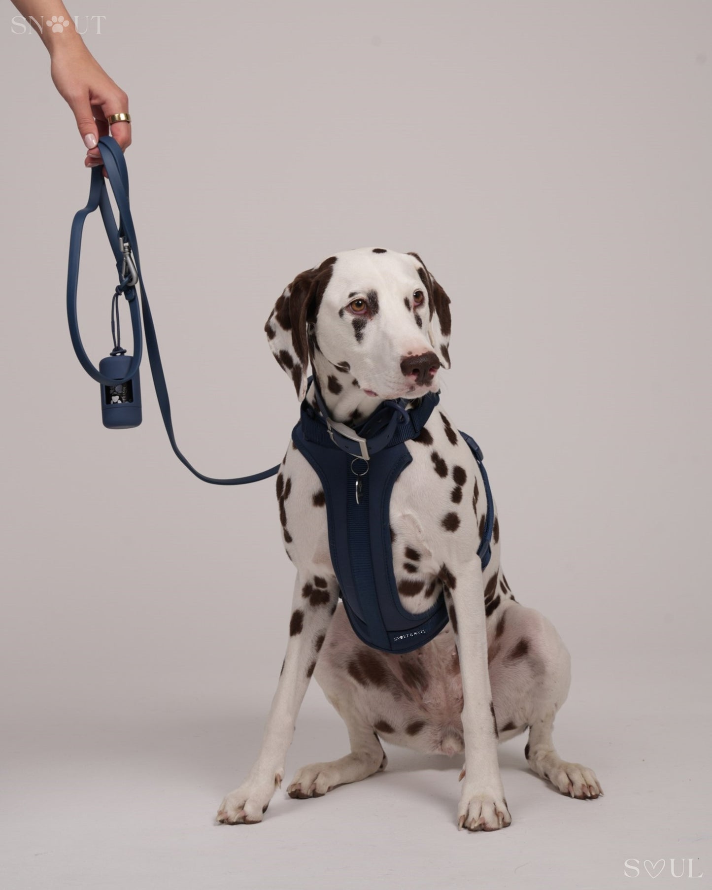 Harness Walk Set