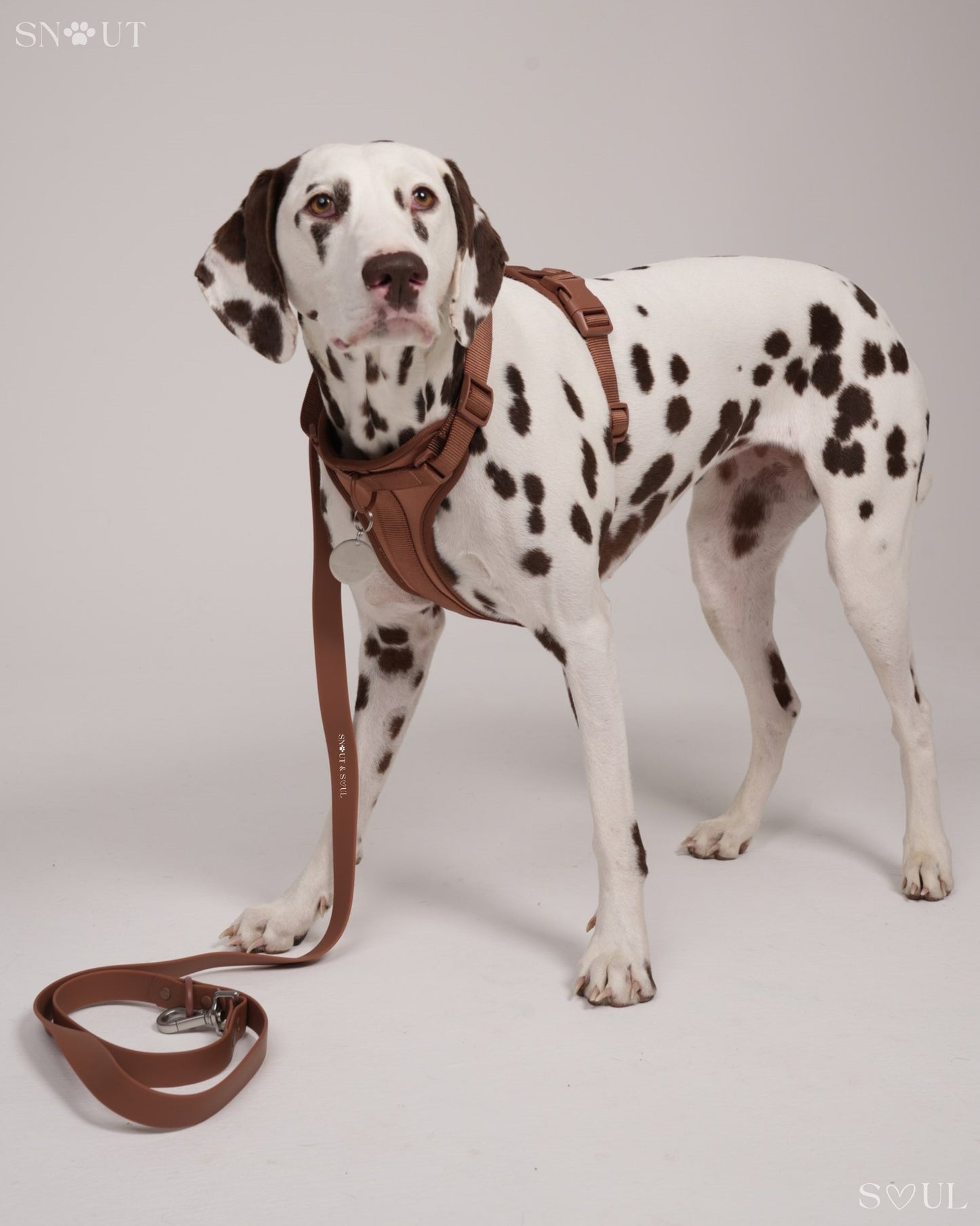 Leash