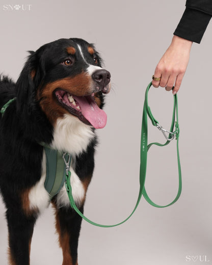 Leash