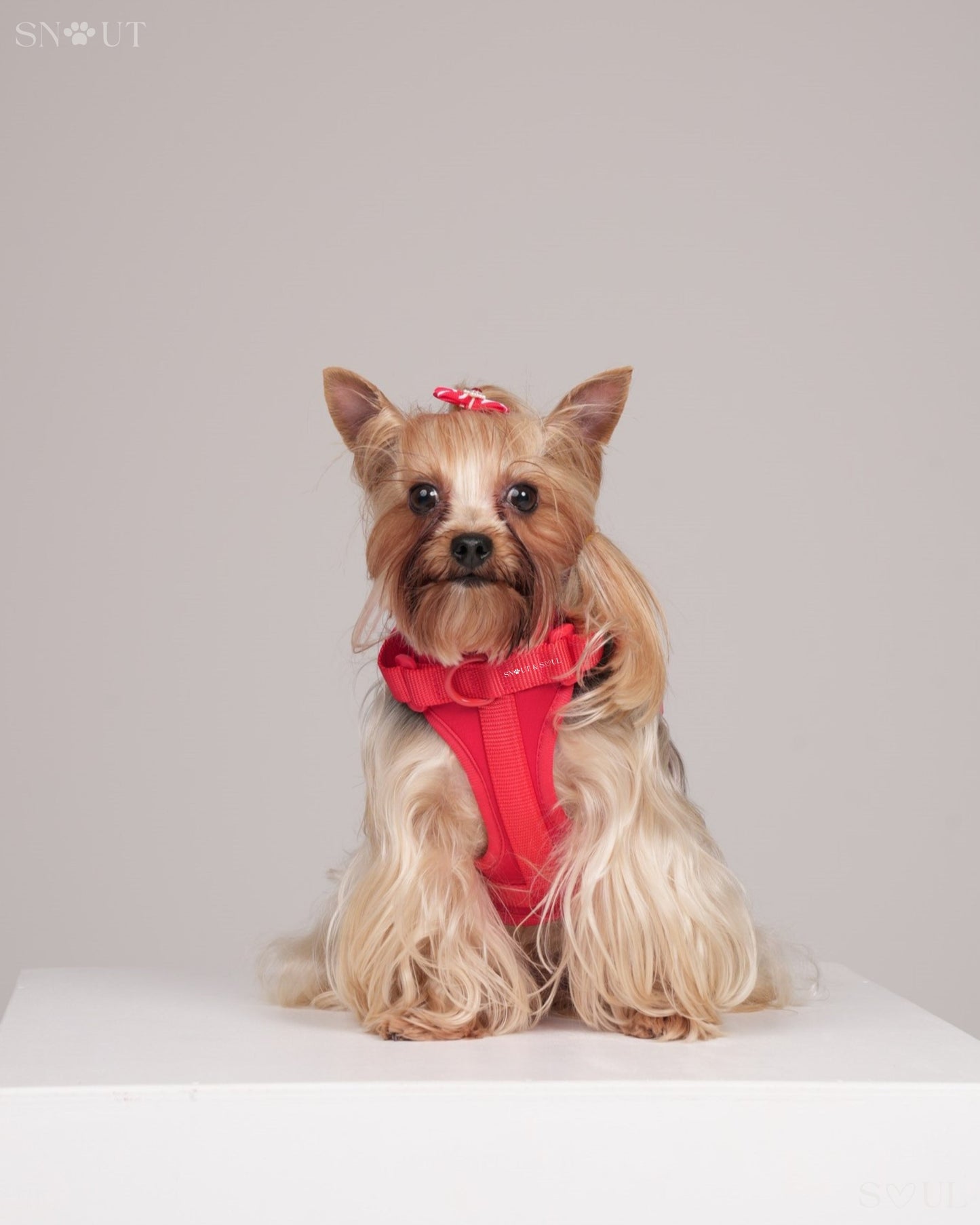 Harness