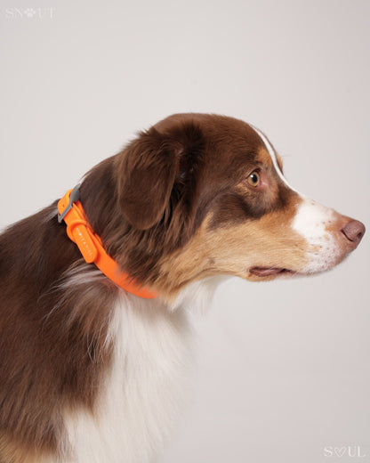 Collar