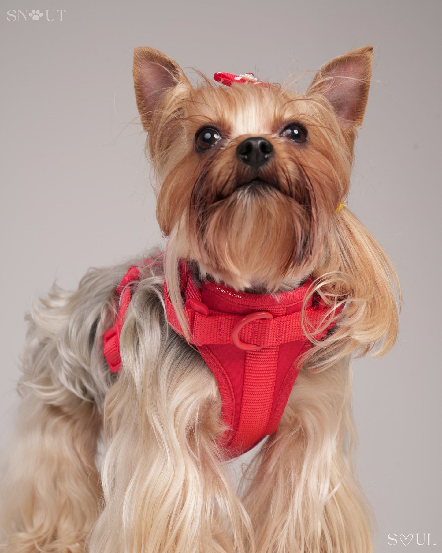 Harness