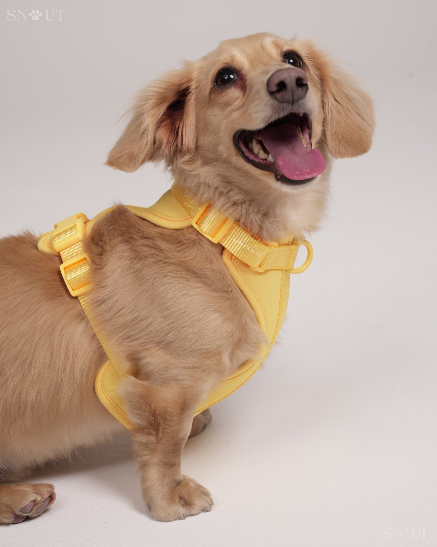 Harness