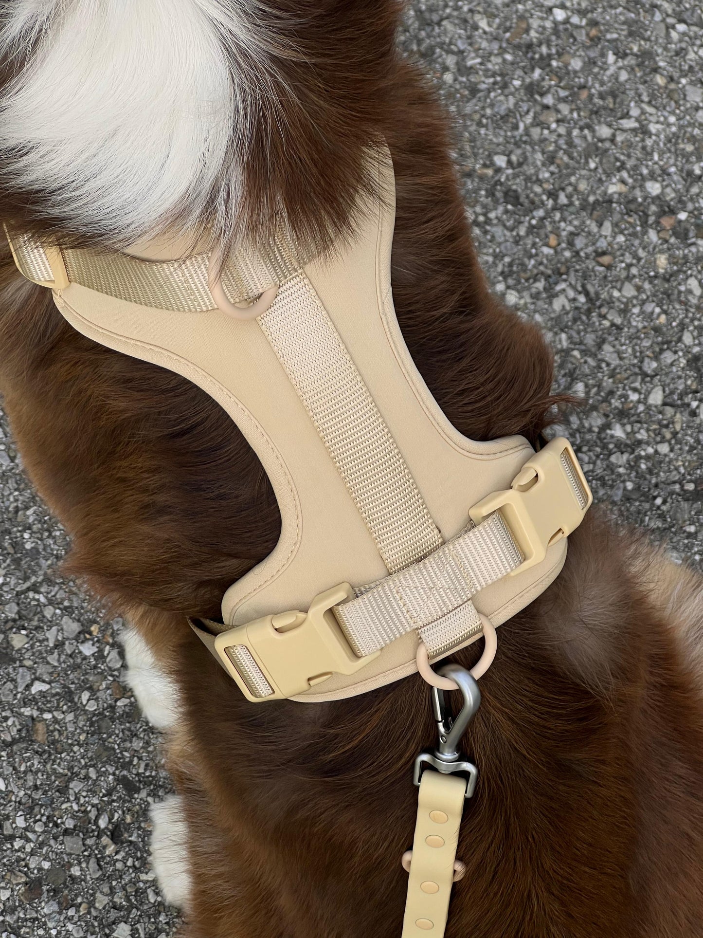 Harness Walk Set