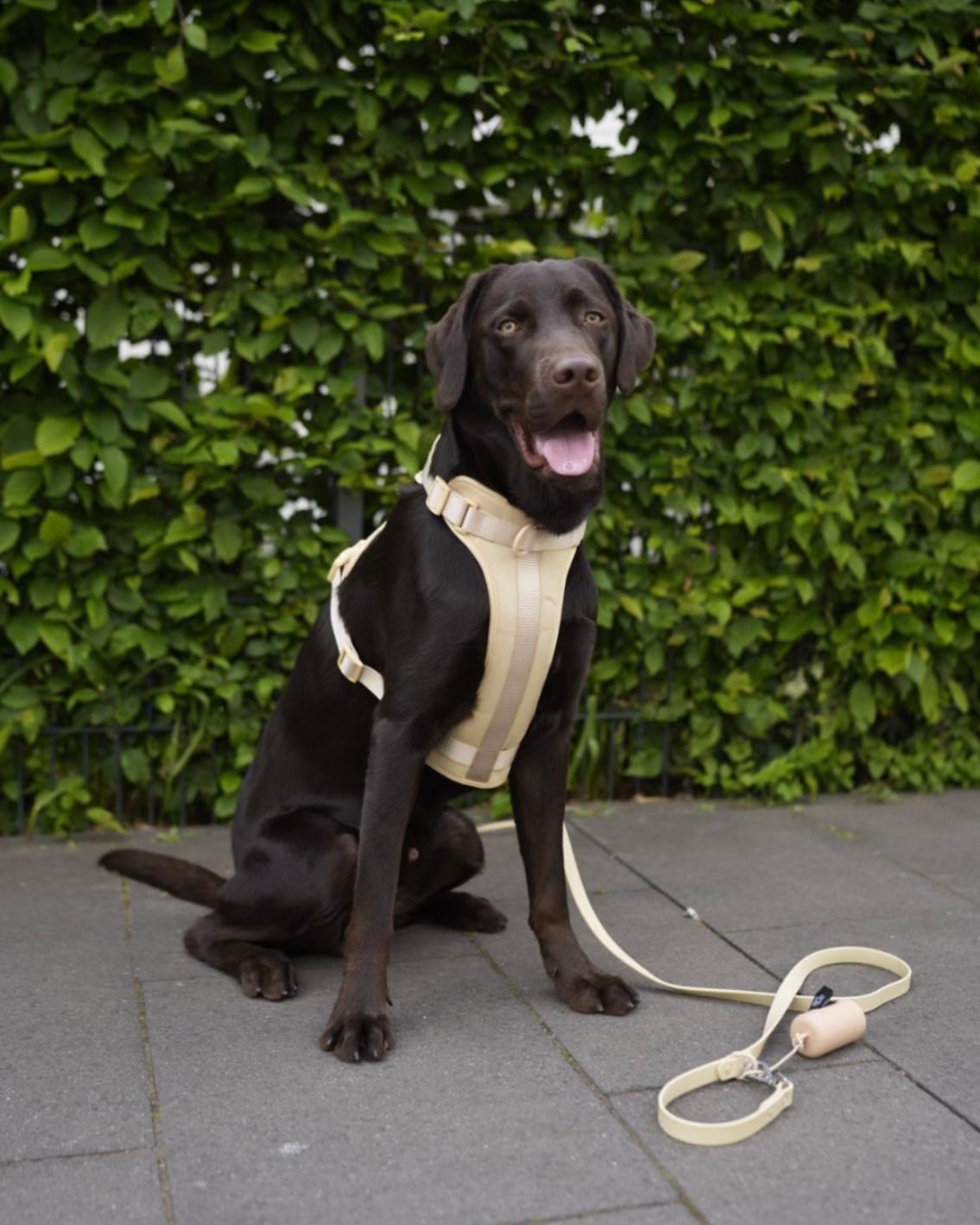 Harness Walk Set