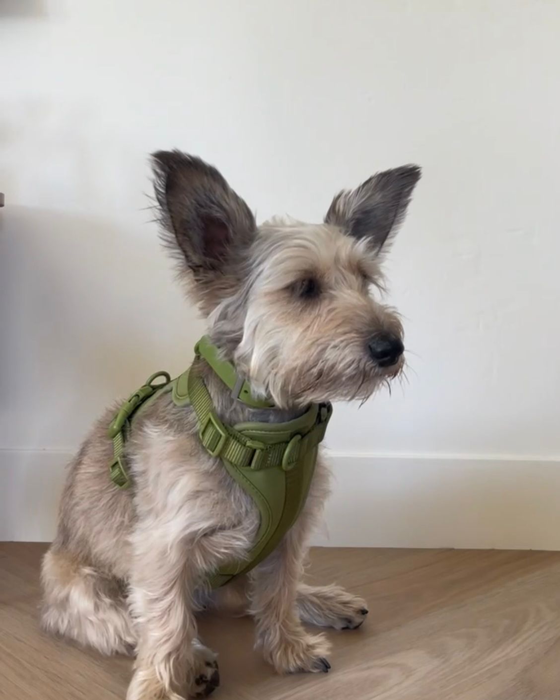 Harness Walk Set