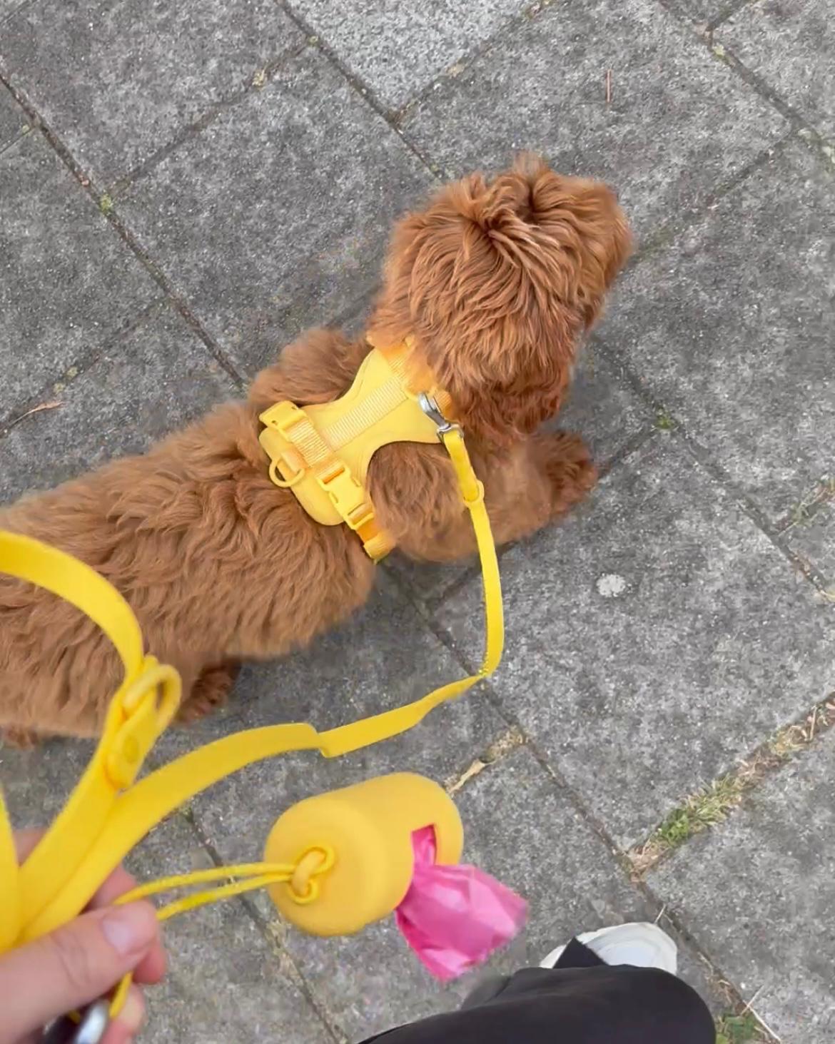 Harness Walk Set