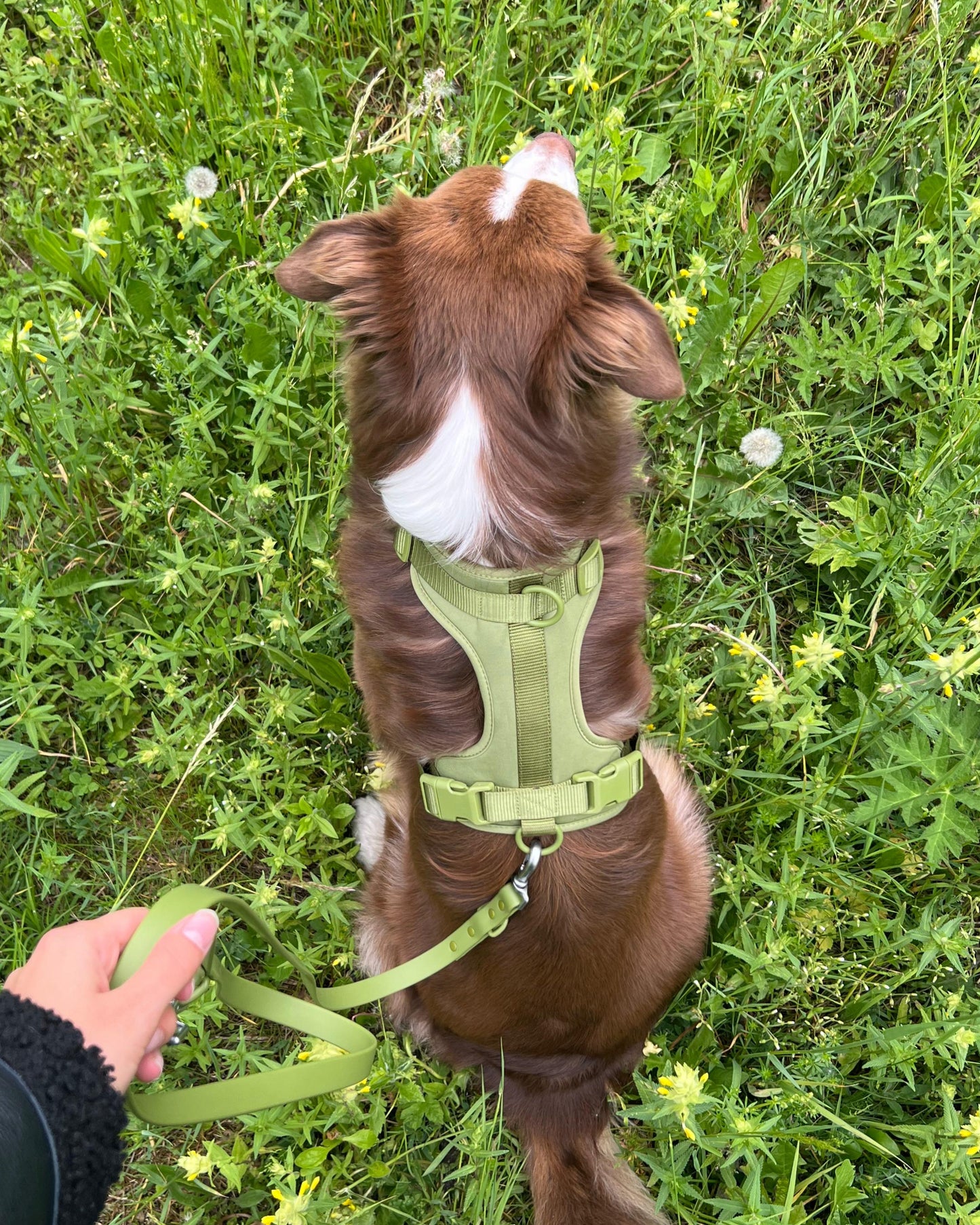 Harness